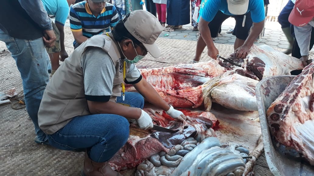 Petugas Temukan Cacing Hati Pada Hewan Kurban 