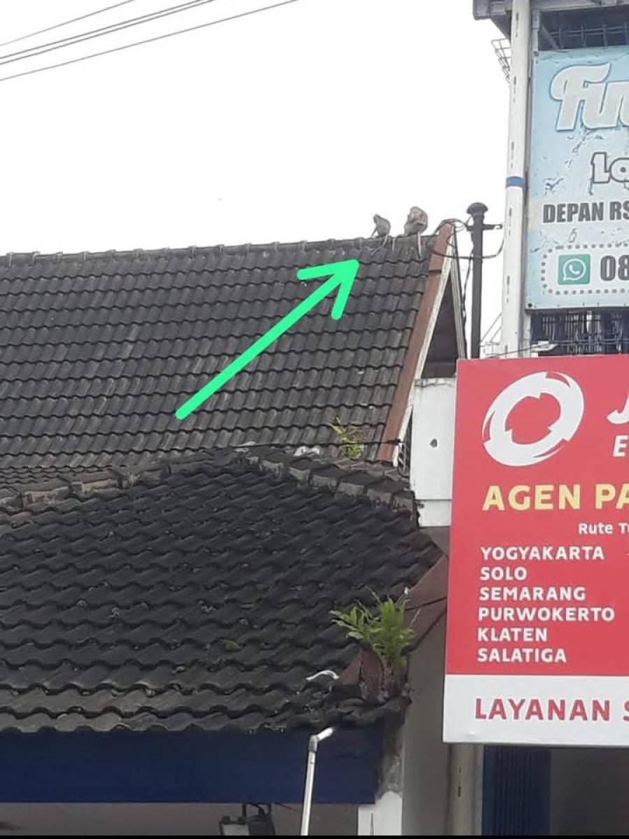 Kawanan Monyet Turun Gunung, Dekati Pemukiman Warga