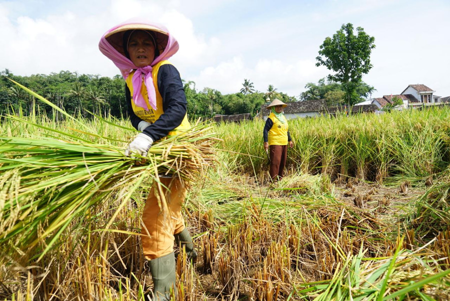 Bulog Pastikan Serap Gabah Petani Temanggung 4.000 ton