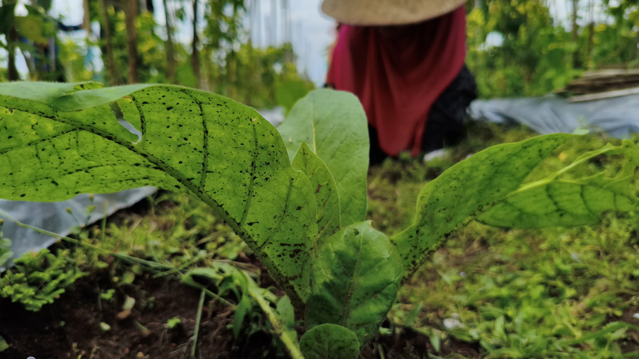 Kemloko, Varietas Tembakau Temanggung Andalan Industri