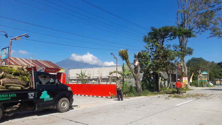 Kenali Lebih Dalam, Pemeliharaan Pohon Ayoman di Wilayah Temanggung