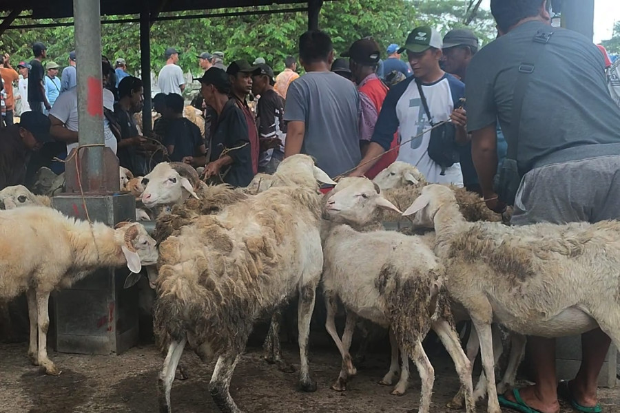 Sebanyak 177 Petugas Awasi dan Kawal Penyembelihan Hewan Kurban di Temanggung