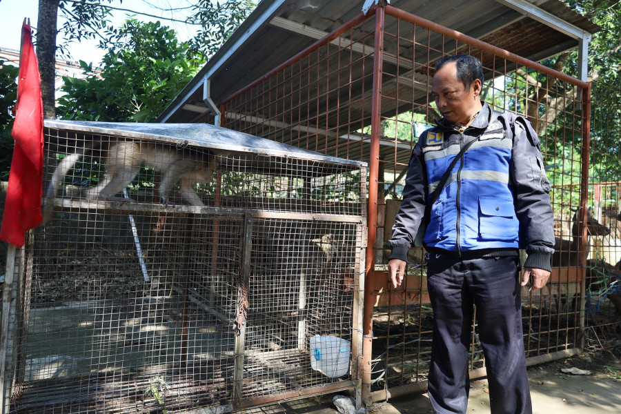 Monyet Betina di Taman Bambu Runcing Parakan Dikembalikan ke Habitat Aslinya