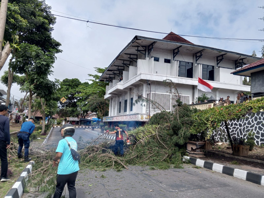Pohon Cemara di Setda Temanggung Tumbang, Gerak Cepat Penanganan oleh Pihak Terkait