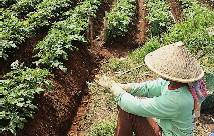 Petani Kentang di Lereng Gunung Prau Berharap Harga Panen Naik