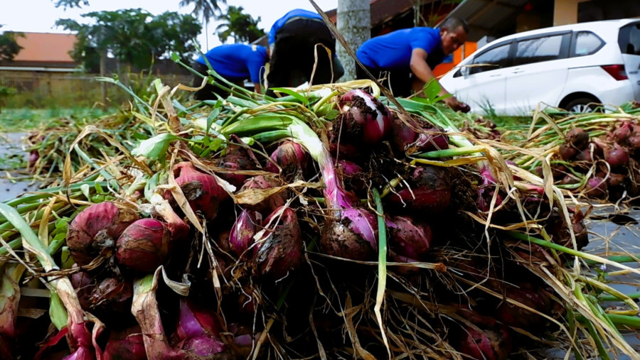 WBP Rutan Temanggung Panen Bawang Merah, Bekal Kemandirian Usai Bebas