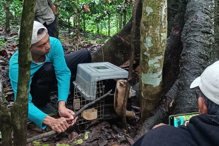 Pulang ke Rumah, Perjalanan Panjang Kukang Jawa Menuju Hutan Candiroto