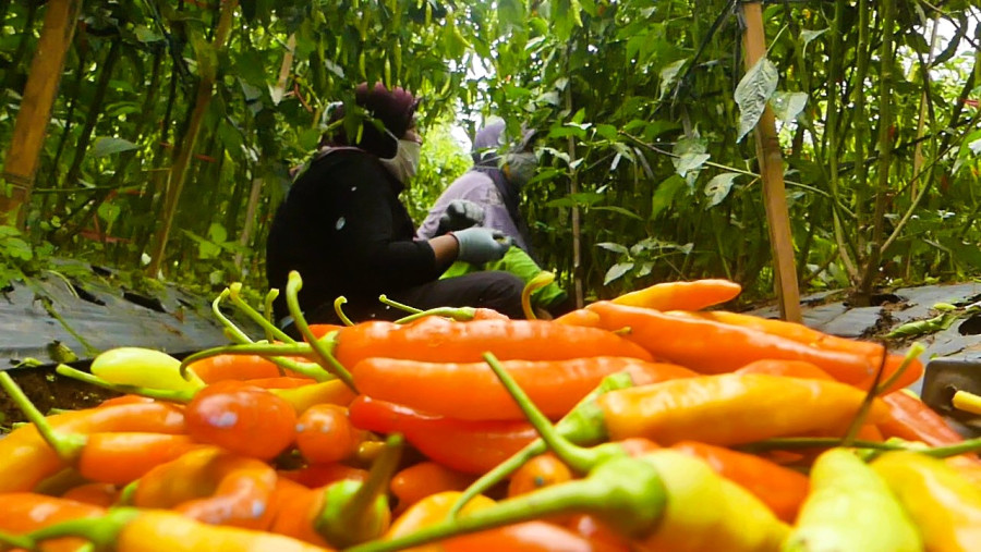 Harga Cabai di Tingkat Petani Tembus Rp 60.000 per Kilogram