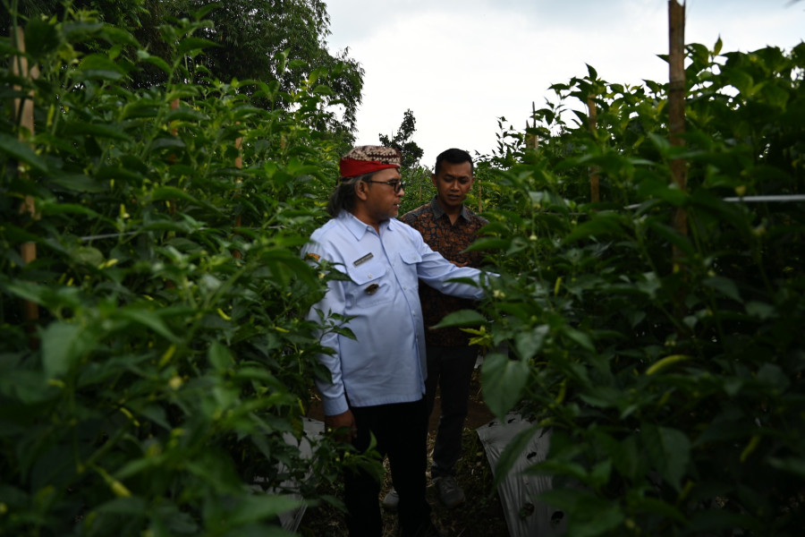 Pantau Sayembara Cabai, Agus Gondrong Ingin 