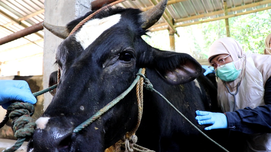 Pastikan Kesehatan Calon Hewan Kurban, DKPPP Lakukan Pemeriksaan dan Beri Obat Cacing