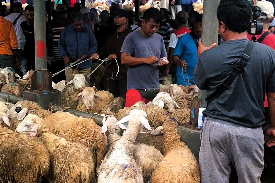 Jelang Iduladha, DKPPP Awasi Lalu Lintas Penjualan Ternak