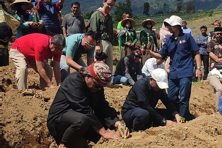 Saat Tembakau Mulai Ditanam, Air dan Cuaca Jadi Penentu