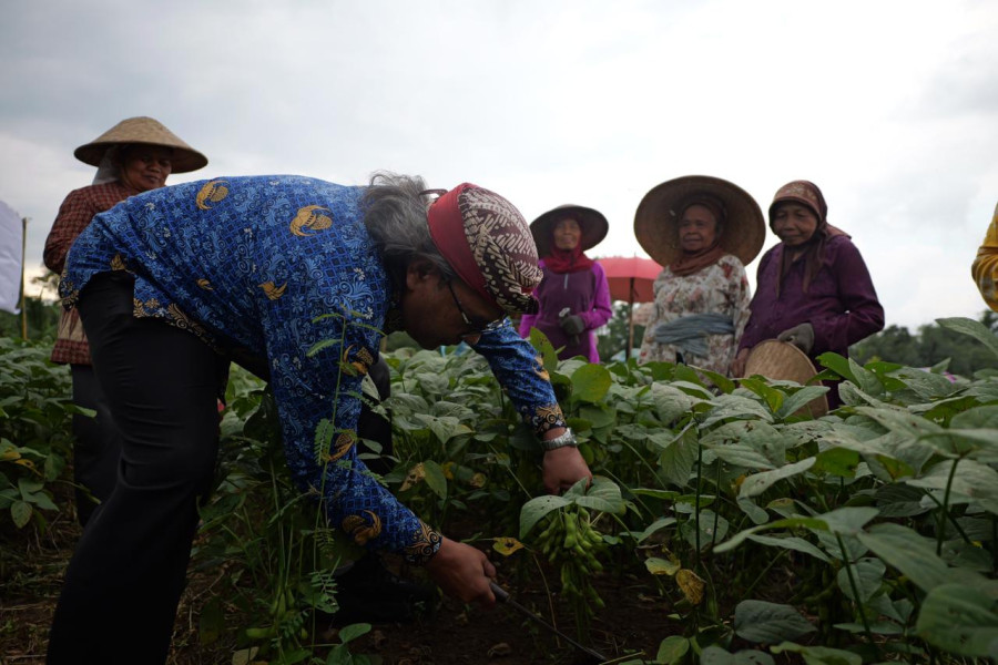 Minat Pasar Internasional Tinggi, Agus Gondrong Dorong Diversifikasi Pertanian Edamame dan Buncis
