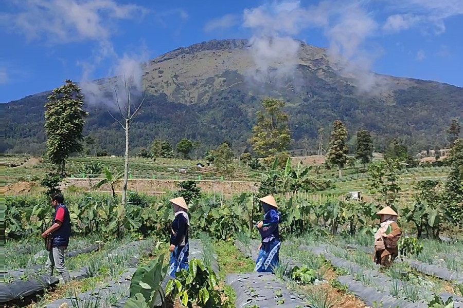Kemitraan Jadi Kunci, Petani Diimbau Jaga Kualitas Tembakau Temanggung