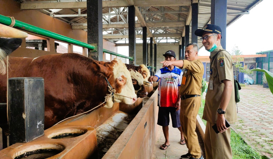 Harga Sapi dan Kambing Kurban di Temanggung Naik Jelang Iduladha