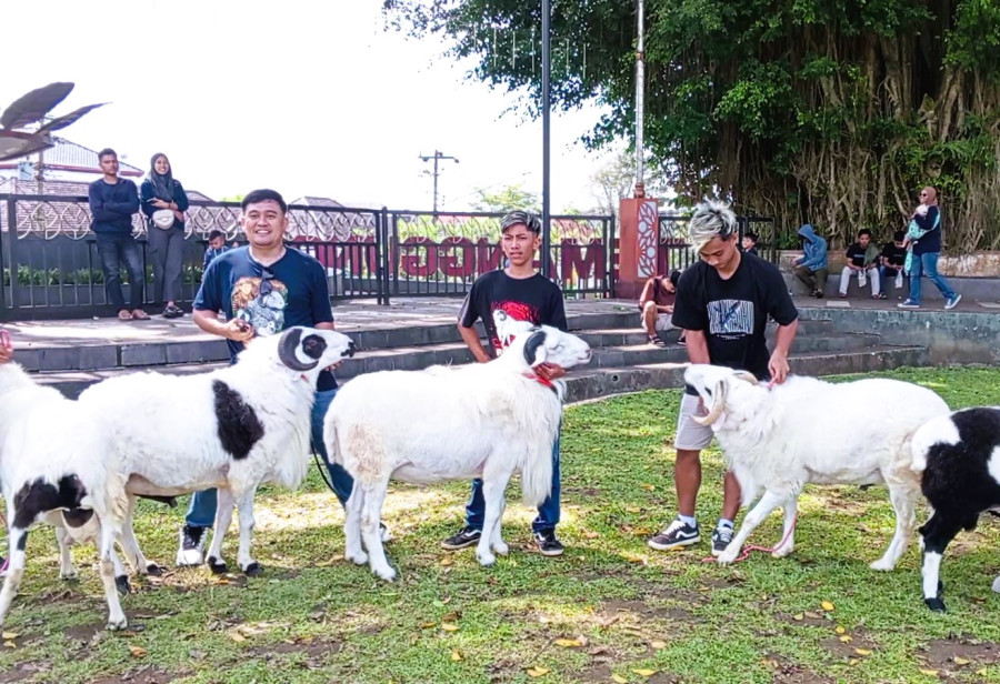 Kenalkan Domba Seni Lokal Temanggung Melalui Pameran Ternak