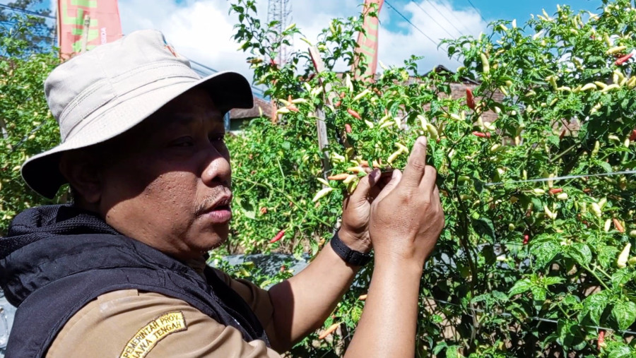 Harga Cabai Rawit Ditingkat Petani Naik Menjadi Rp 65.000