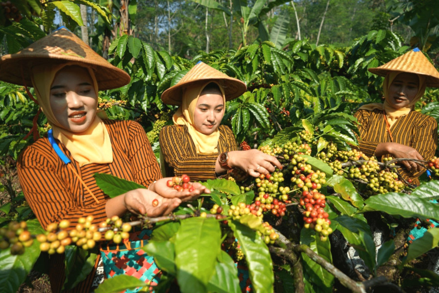 Cuaca Ekstrem, Produksi Kopi Temanggung Alami Penurunan