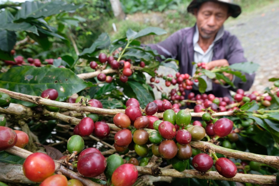 DKPPP Temanggung Dorong Kopi Arabika Sebagai Alternatif Tembakau