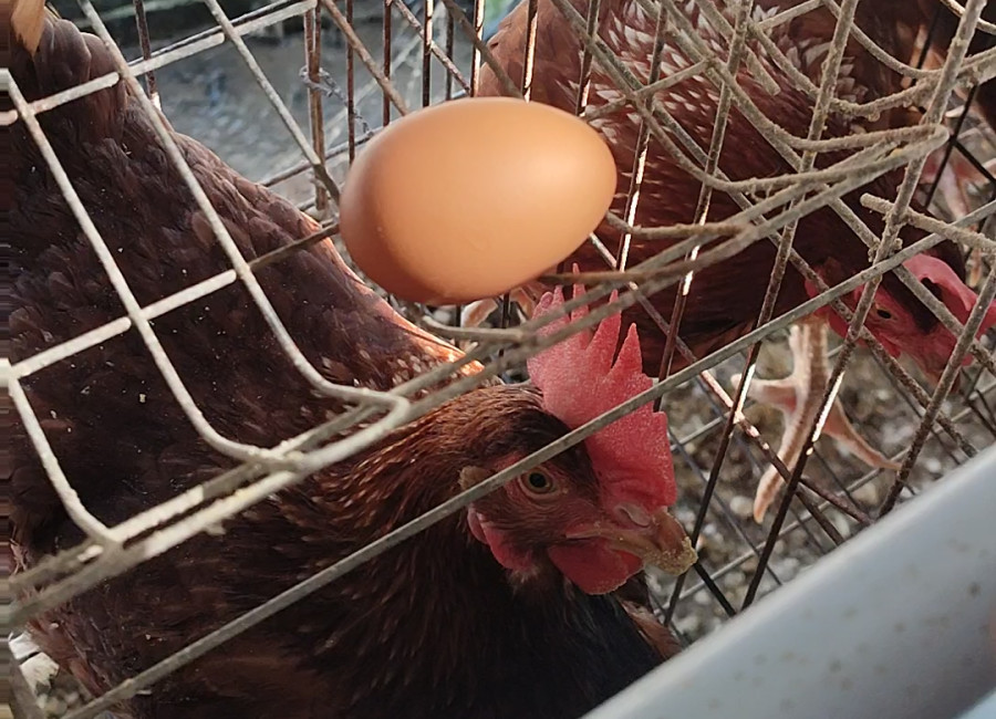 Peternak Telur Menjerit, Harga Anjlok Saat Pakan Melambung