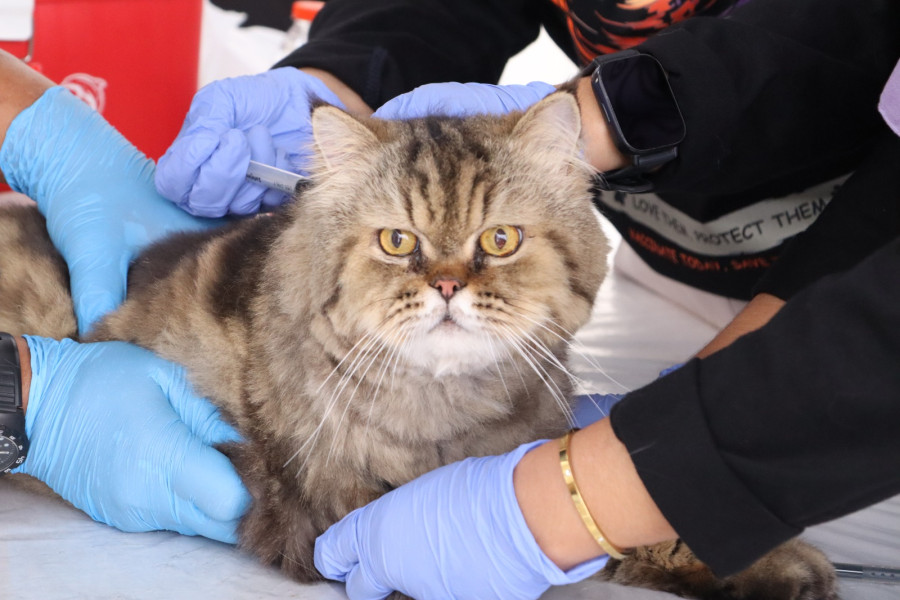 DKPPP Perkuat Pencegahan Rabies Lewat Vaksinasi Hewan Kesayangan