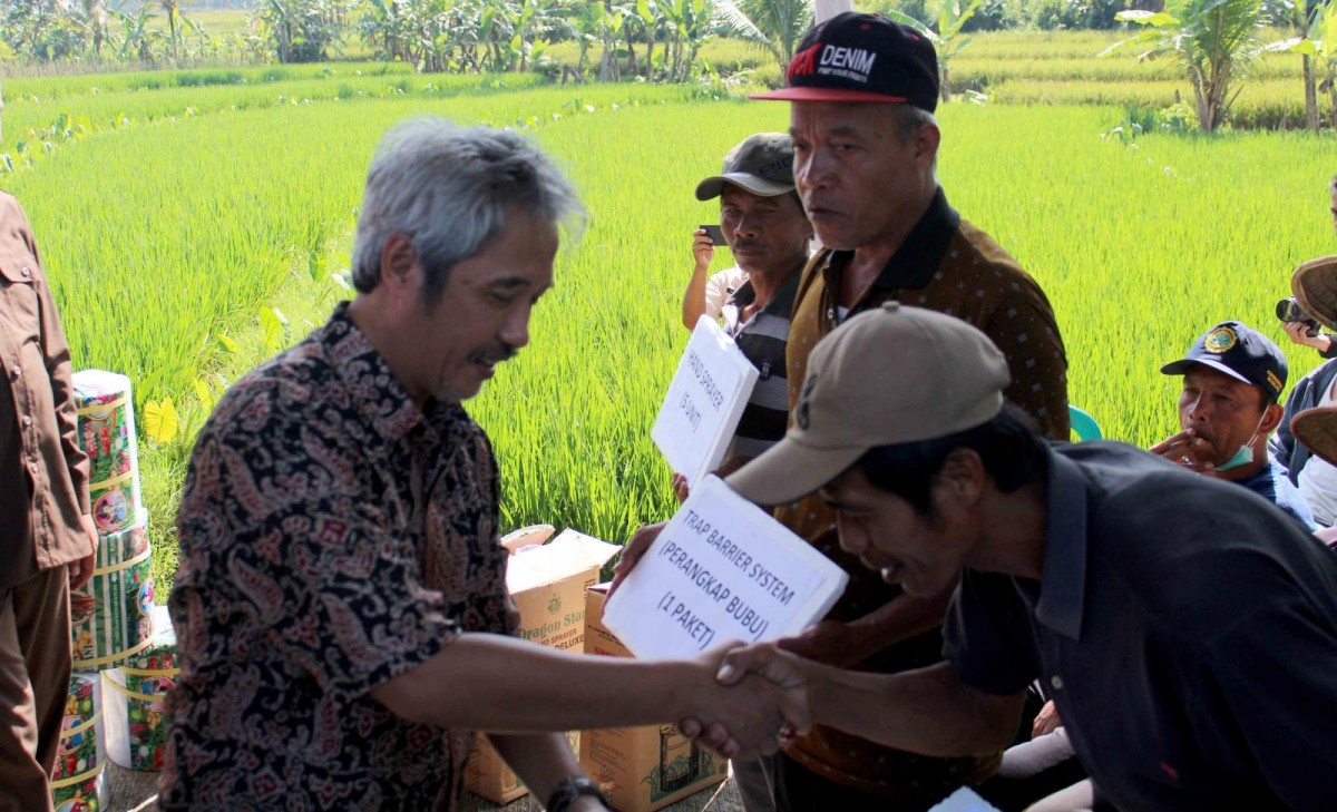 Gerakan Untuk Tikus Sawah Yang Meresahkan Petani