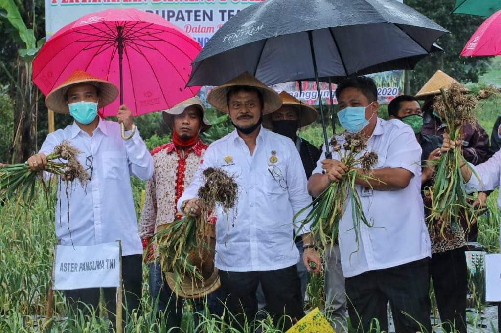 Mentan SYL Panen Bawang Putih di Temanggung, Produk Lokal Lebih Sedap