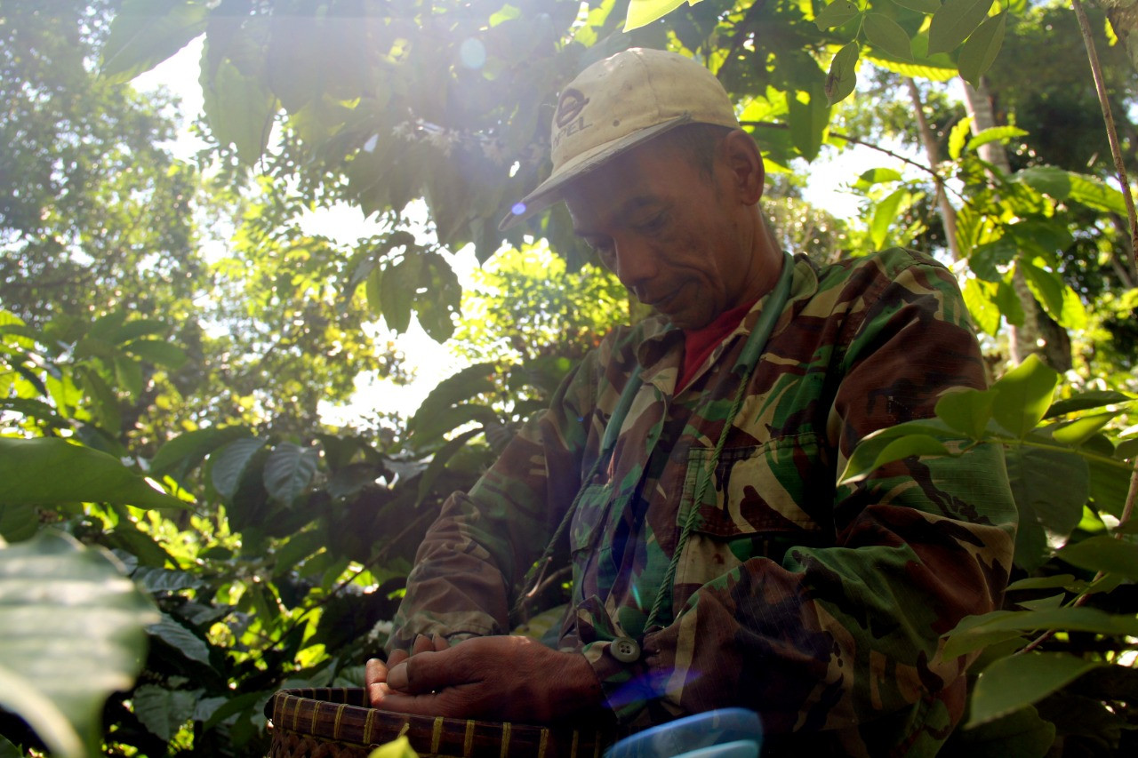 Akibat Kemarau Panjang, Panen Kopi Tahun Ini Menurun