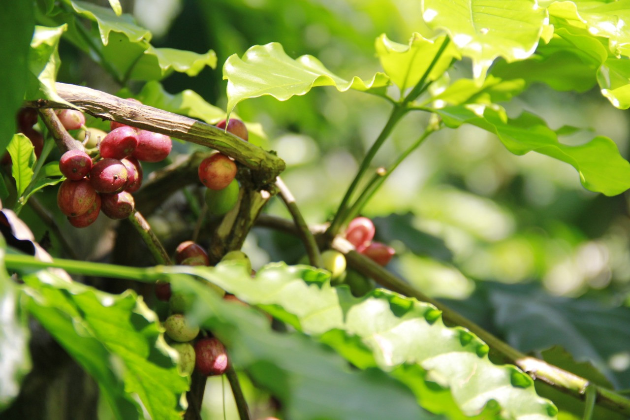 Tugu Sari, Kopi Kualitas Prima Andalan Petani Kemiriombo