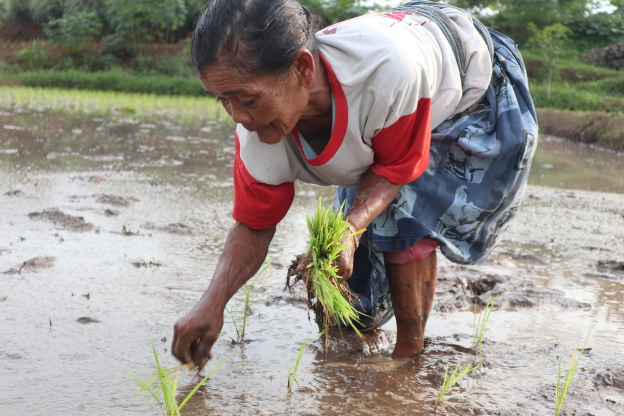 Siasati Kondisi Harga, Petani Jual Beras ke Luar Daerah