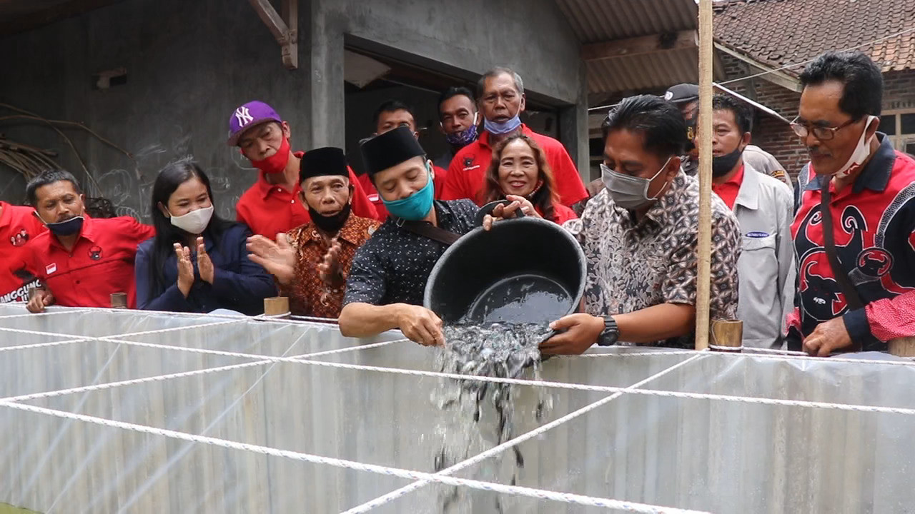 Perkuat Ekonomi Rumah Tangga dengan Budi Daya Ikan Patin 