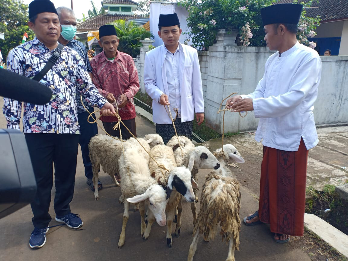 Tingkatkan Peran TPQ, UIN Salatiga Beri Bantuan 54 Ekor Kambing kepada Guru Ngaji