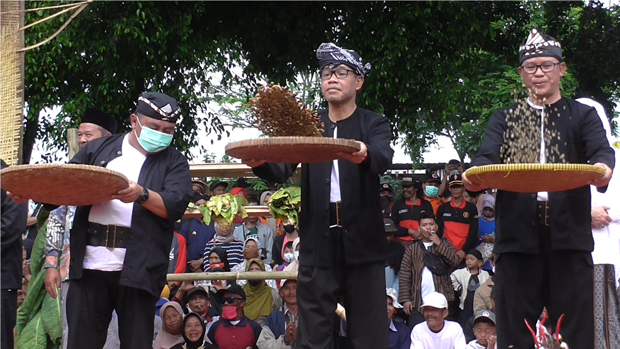 Seribu Tumpeng dan Ingkung Meriahkan Prosesi Wilujengan Wiwit Mbako Panen Kopi 