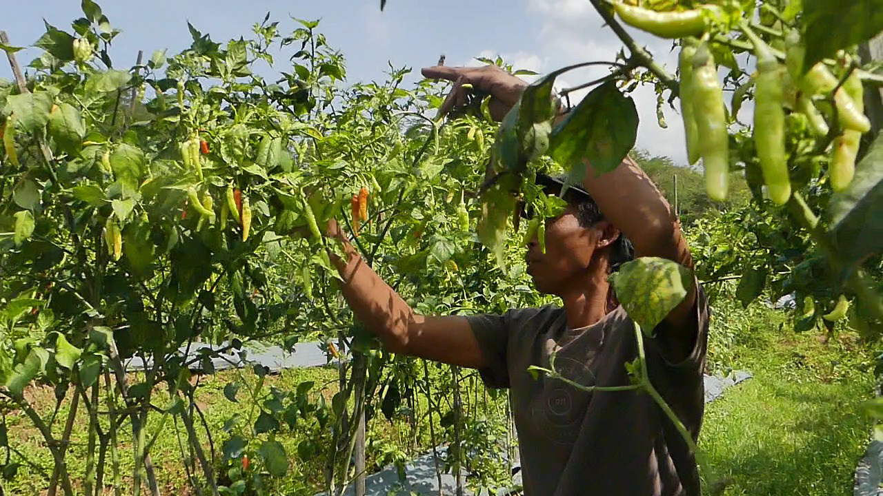 Harga Cabai Rawit di Tingkat Petani Alami Kenaikan