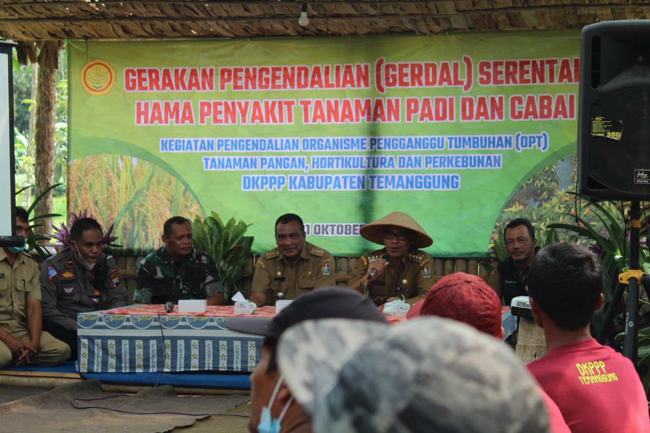 Bupati Hadiri Gerakan Pengendalian Serentak Hama Padi dan Cabai