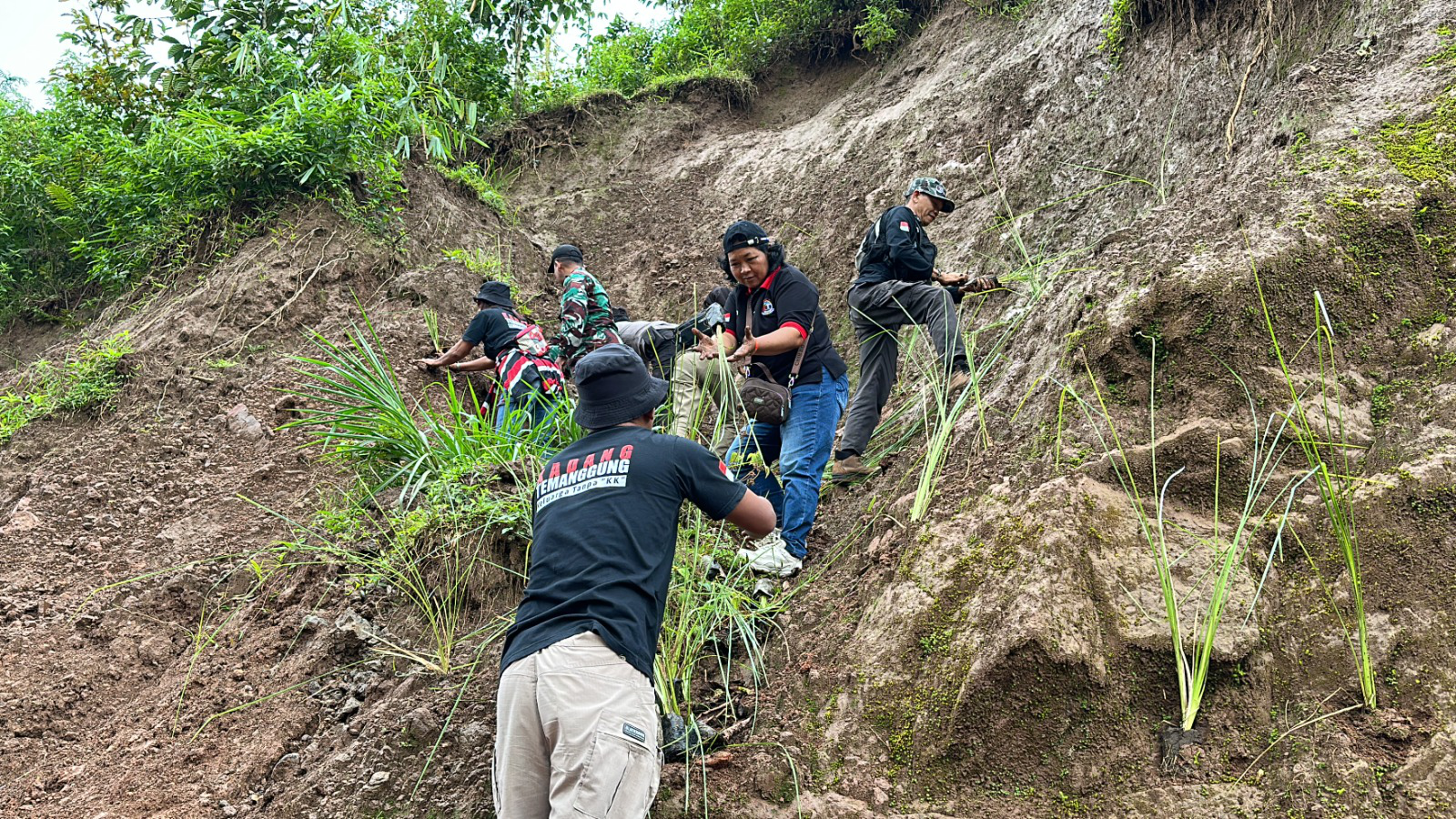 Antisipasi Longsor, BPBD Temanggung Tanam Rumput Vetiver