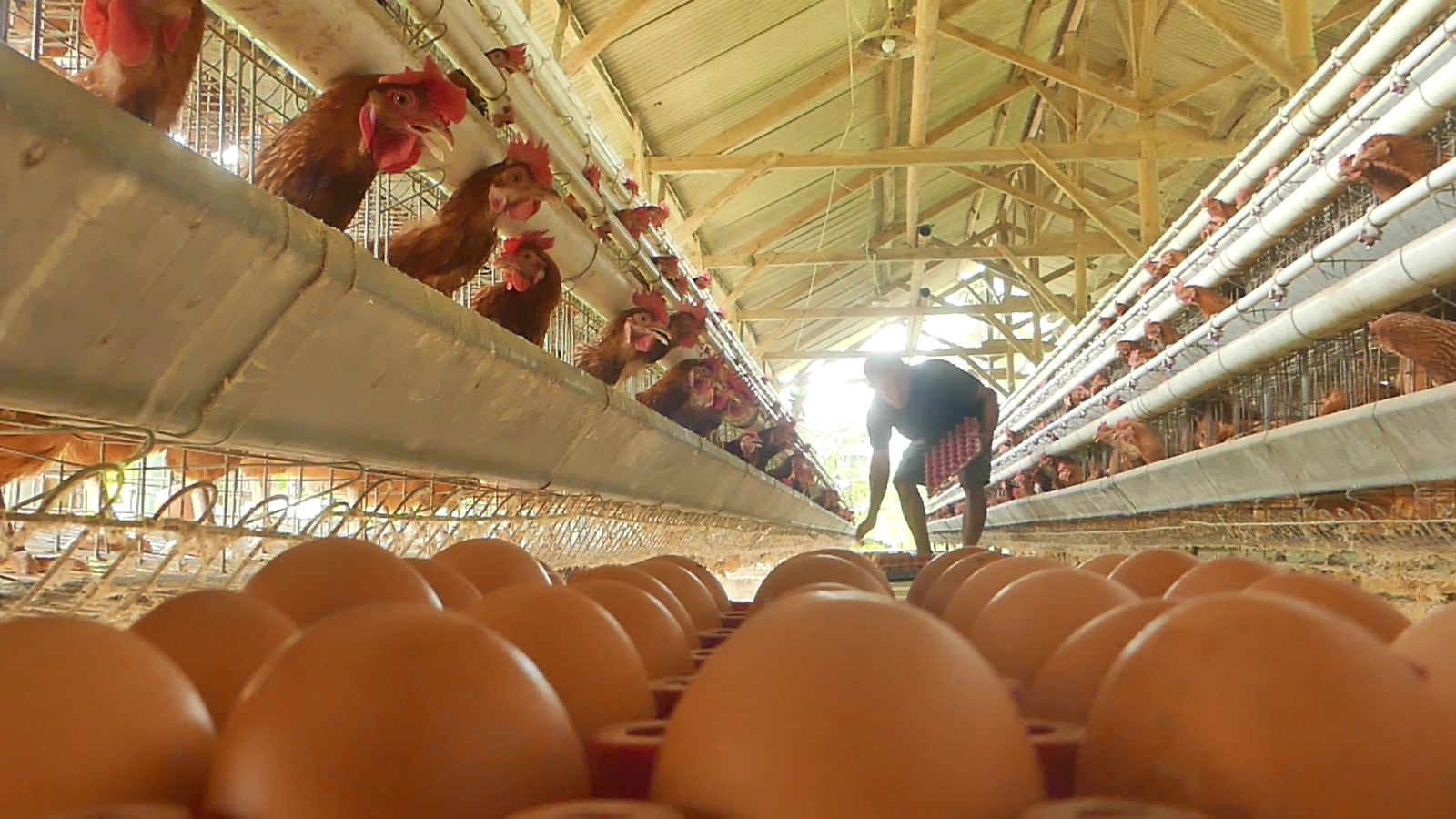 Pinsar Jamin Ketersediaan Telur Ayam Mencukupi Hingga Lebaran