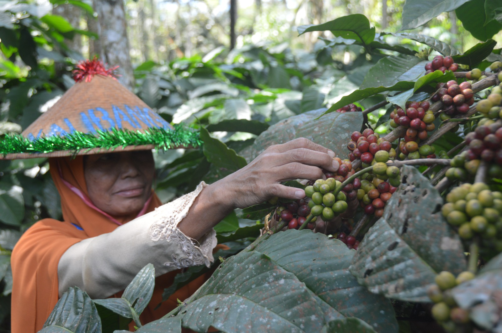 Harga Kopi Robusta Petik Merah Tembus Lima Belas Ribu Rupiah