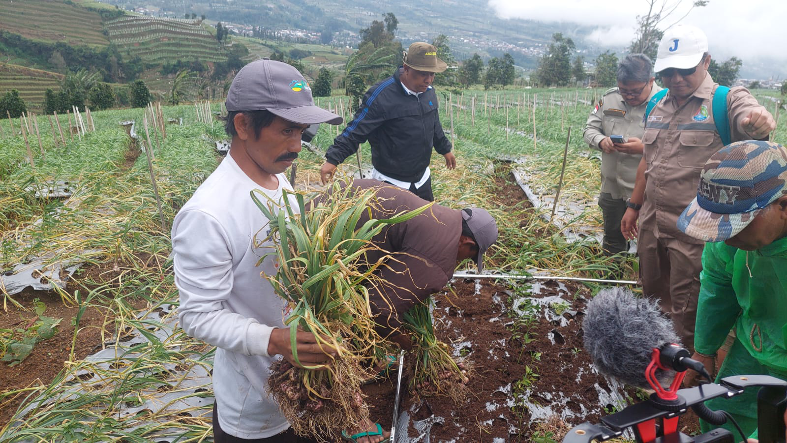 Dirjen Hortikultura Kementan Panen Bawang Putih di Temanggung