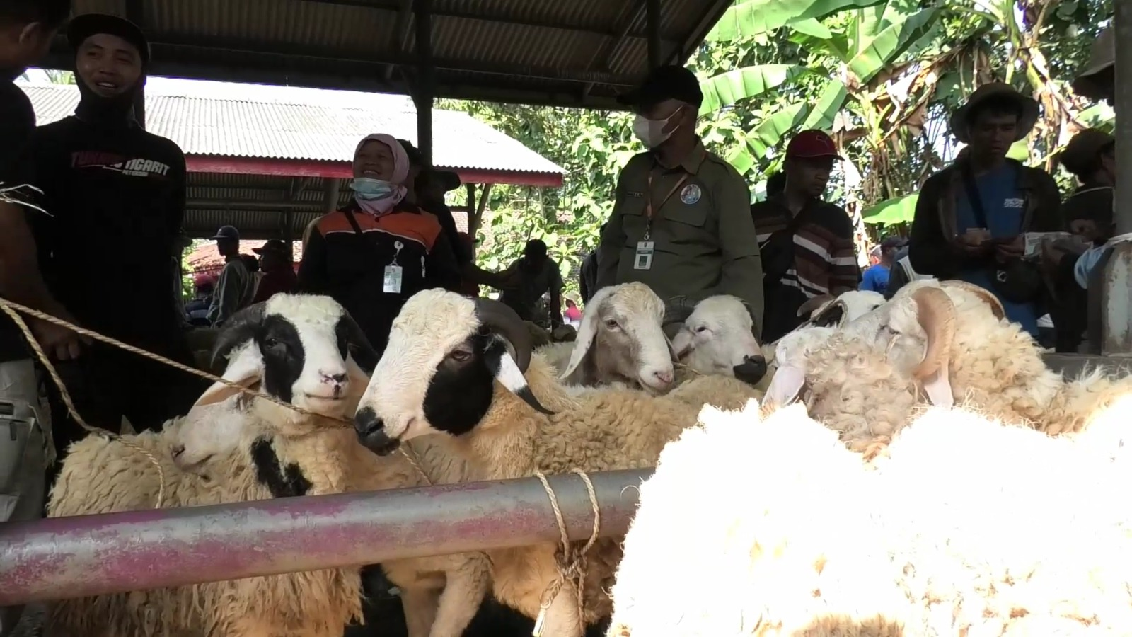 Jamin Kesehatan dan Ketersediaan Hewan Kurban, Pemkab Lakukan Langkah Antisipatif