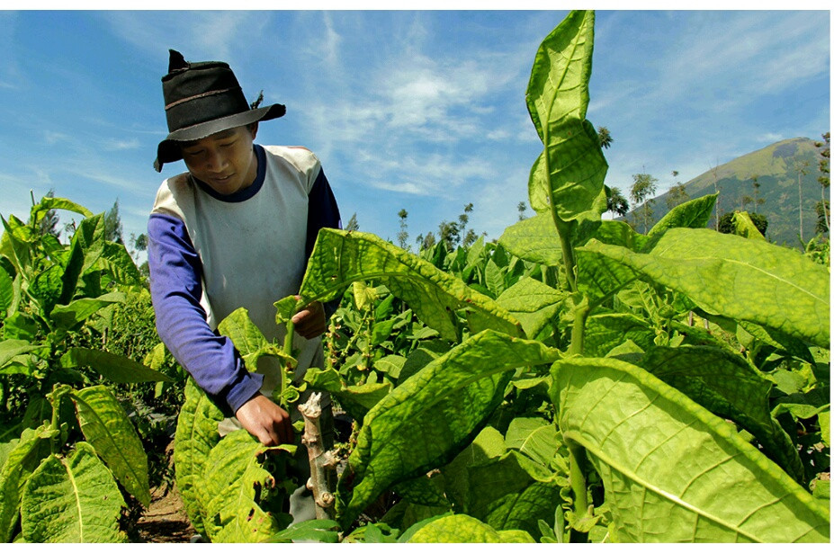 Bupati Temanggung Telpon Djarum dan Gudang Garam