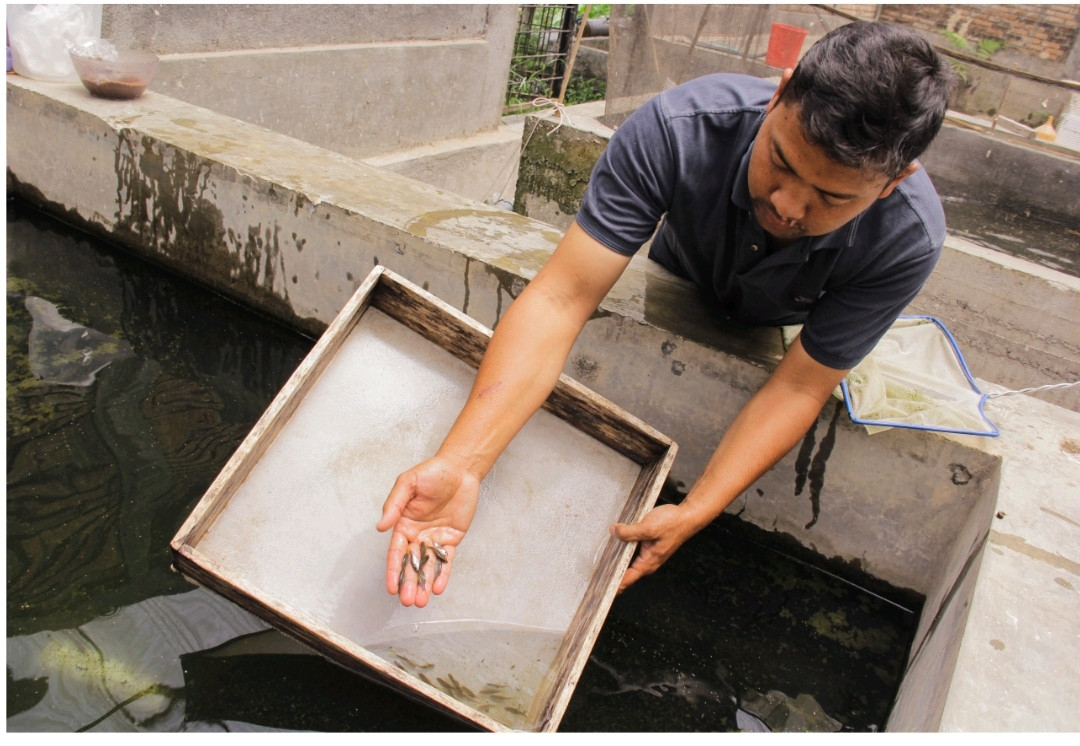 Tidak Ada Treatment Khusus untuk Ikan Dewanya