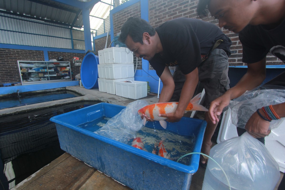 Tekuni Usaha Ikan Hias, Kelompok Mina Papilon Dapat Untung Besar. 