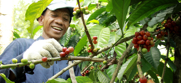 Proses Pengolahan Dapat Mempengaruhi Kualitas dan Harga Kopi