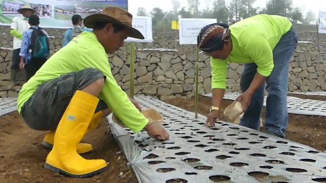 Luasan Tanam Bawang Putih di Temanggung Capai 1.300 Ha