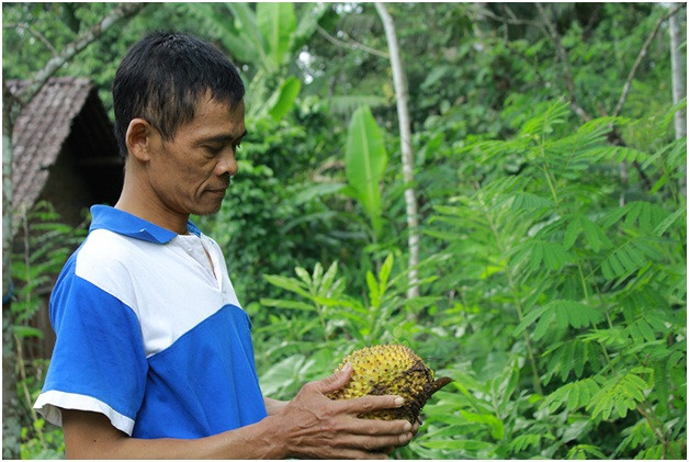 Petani Durian Desa Ngropoh Terancam Gagal Panen