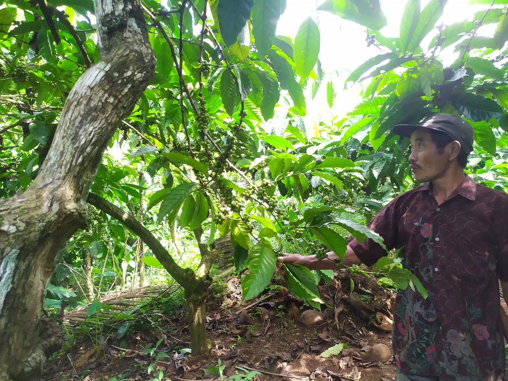 Petani Kopi Temanggung Berharap Harga Stabil Dimasa Pandemi