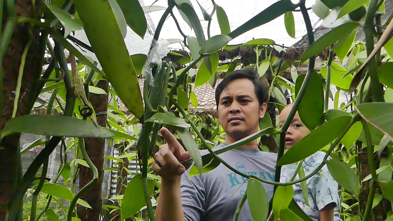 Memanfatkan Ruang Kosong Rumah Untuk Budi Daya Vanili