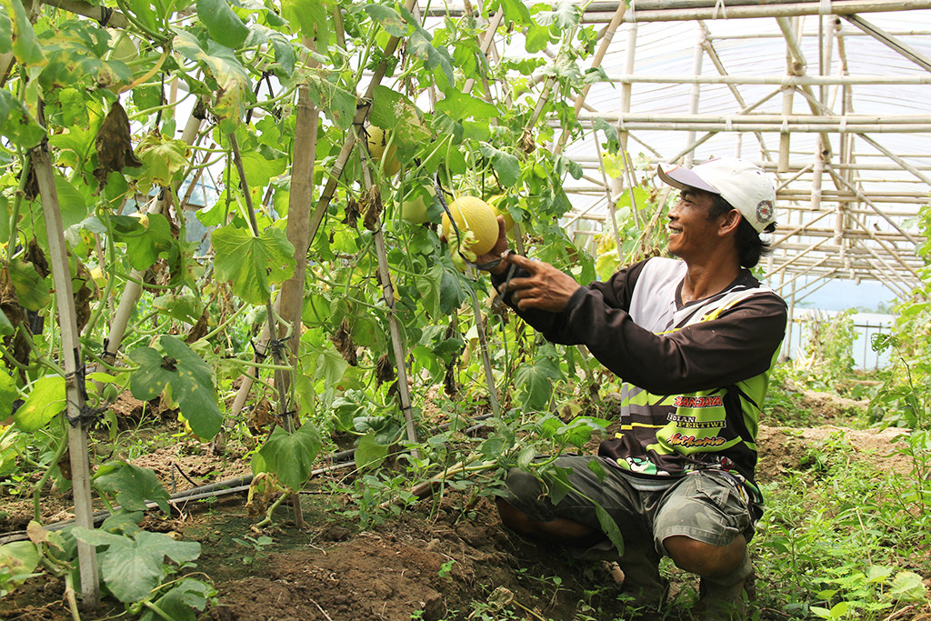 Melot, Brand Melon Lokal Asli Tembarak