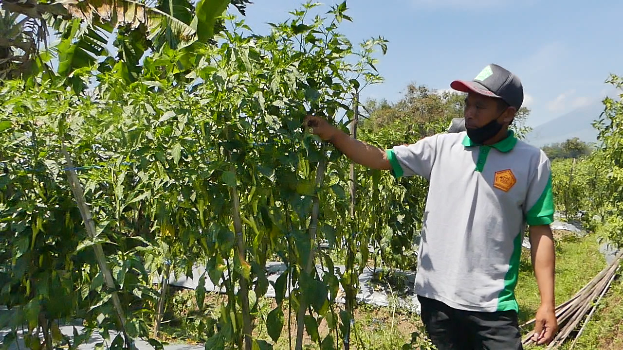 Petani Berharap Harga Jual Cabai Naik